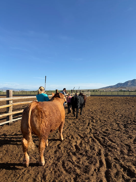 What Raising Show Steers Teaches Our Kids