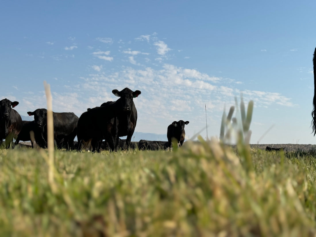 Do You Know Where Your Beef Comes From?
