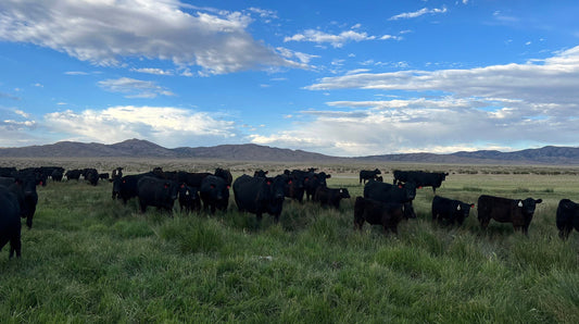 Knowing Your Rancher Matters